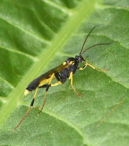 Réf. 228 234 : Amblyteles armatorius